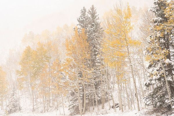 Jaynes Gallery 아티스트의 USA-Colorado-Uncompahgre National Forest Aspen and spruce after autumn snowstorm작품입니다.